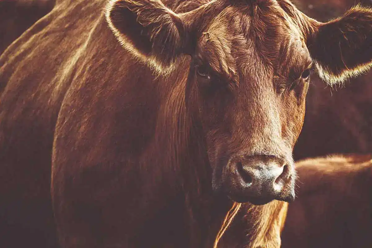 A cow in the pasture