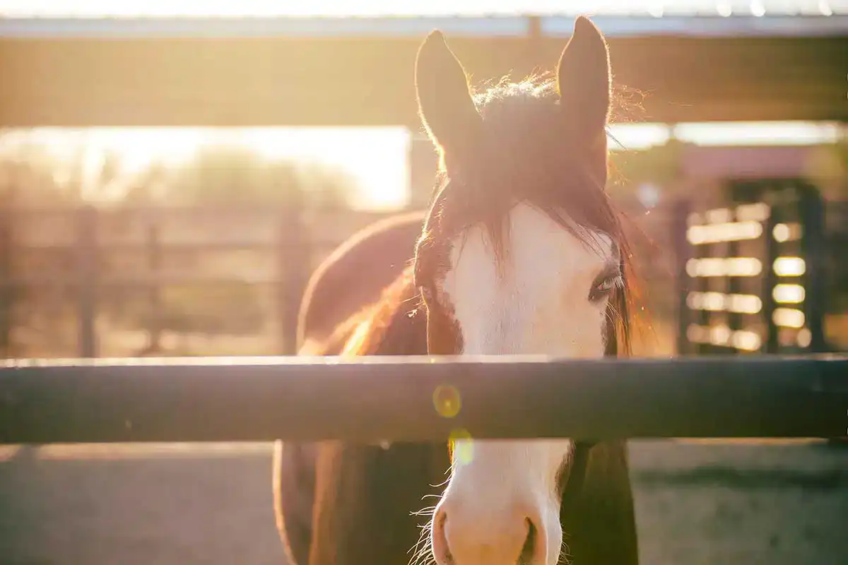 A horse in the paddock
