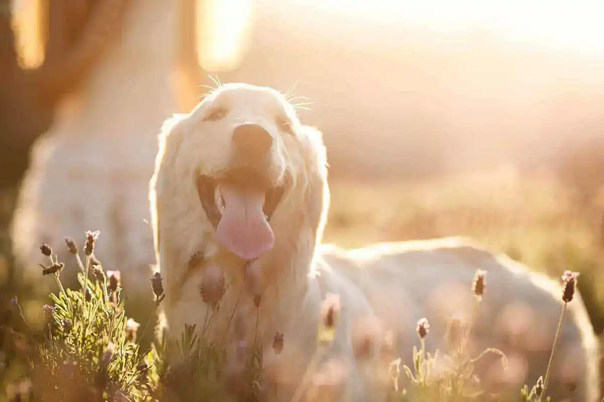 A dog out in a field