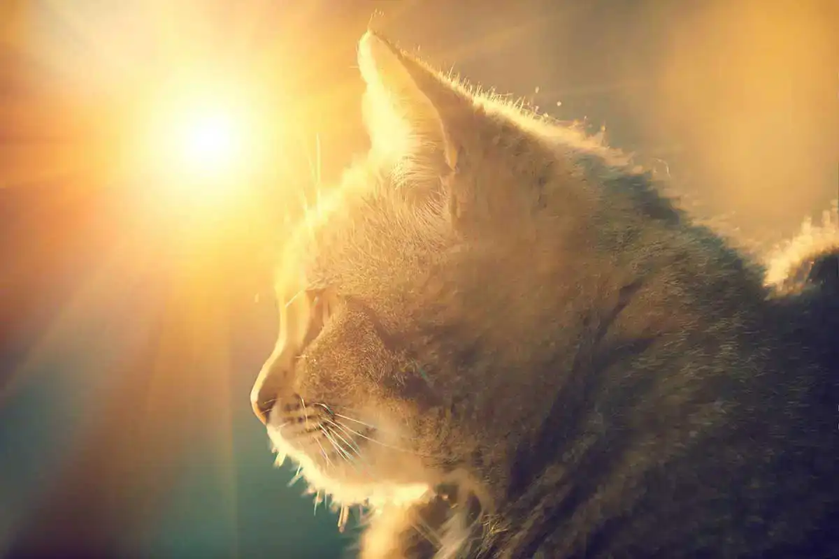 A cat in the sunlight