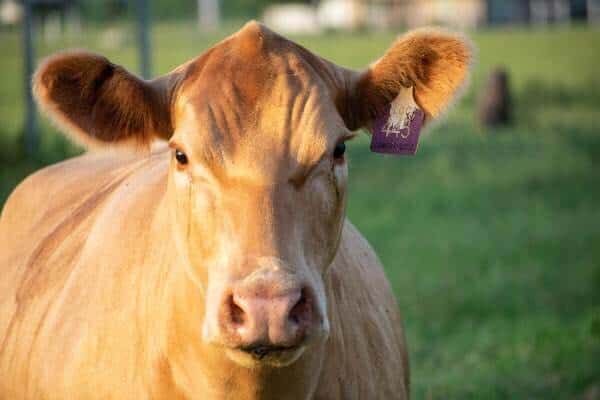 Cow and Calf In A Field
