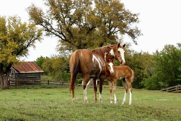 Horse and Foal