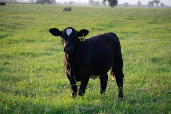 Steer With Ribbons