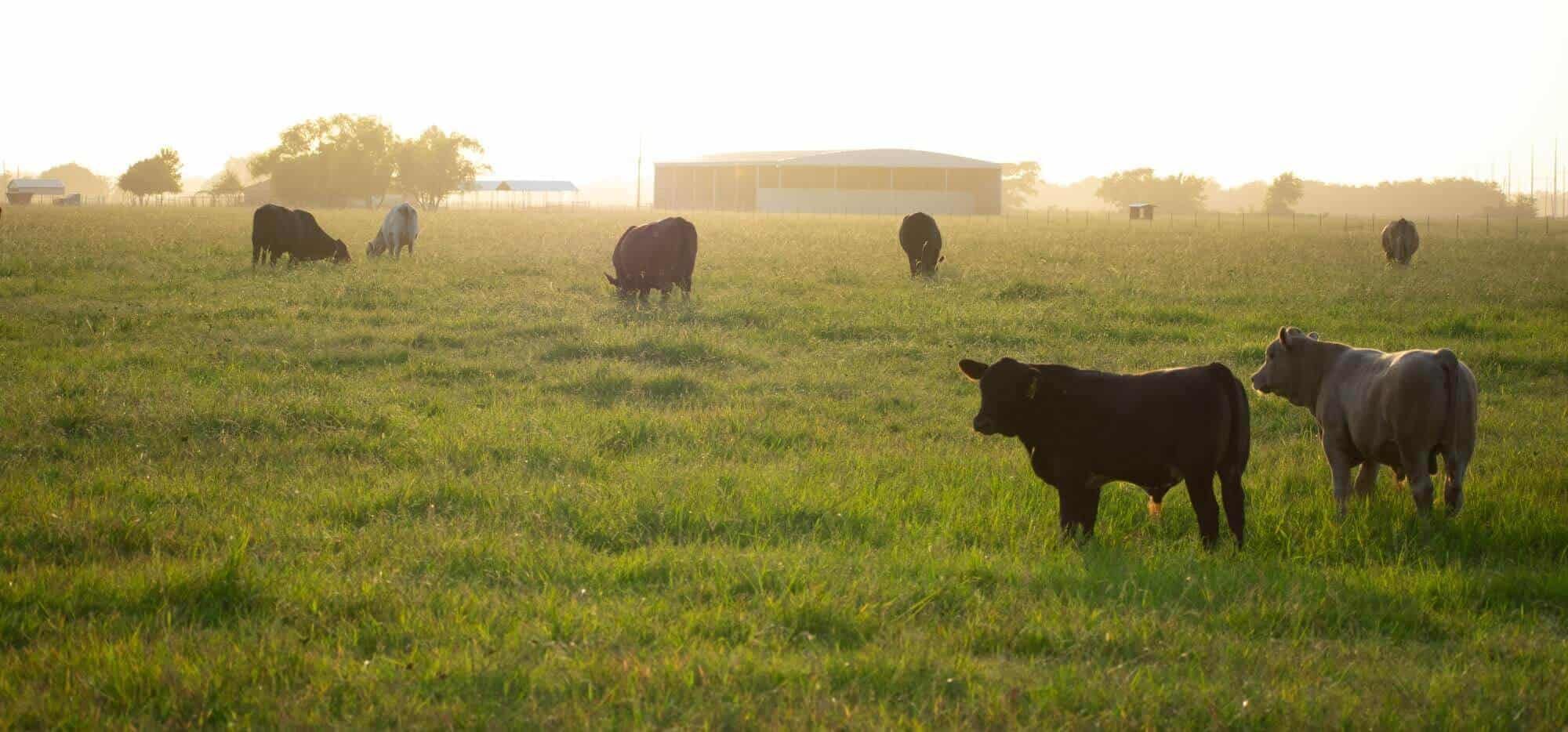 Bovine Care