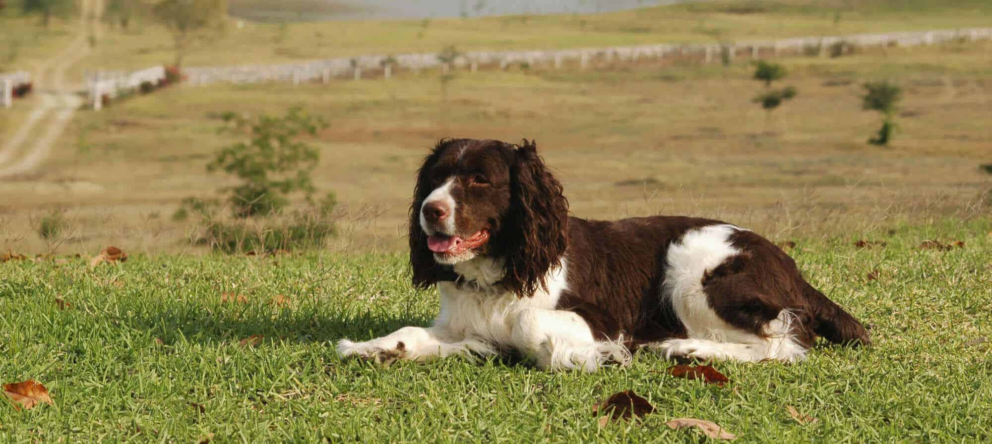 Pet Resources & Links